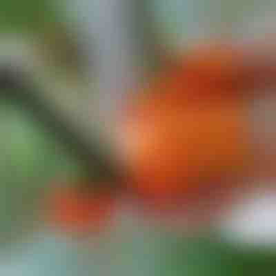 Nóż Ogrodniczy na Kciuk | THUMBYCUT